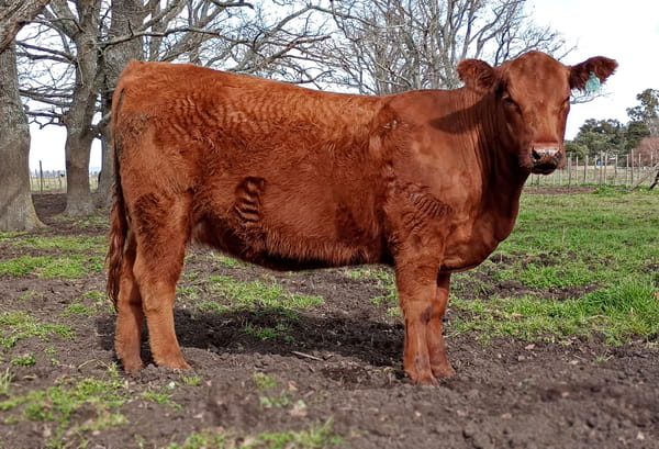 Lote VAQUILLONA PURA DE PEDIGREE