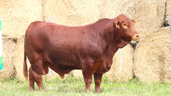 Lote LOTE 81