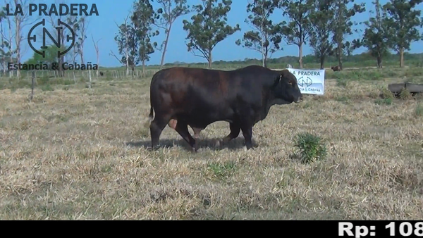 Lote Toro