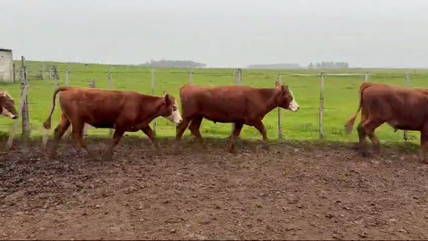 Lote 20 Novillos 357kg -  en Guaviyu - Km 105 - Ruta 27 - 13 km al Norte por camino vecinal