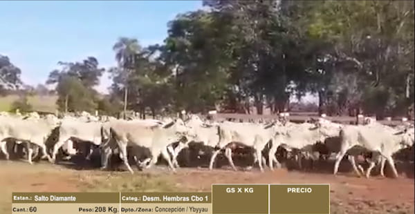 Lote 60 DESMAMANTES HEMBRAS CBO 1