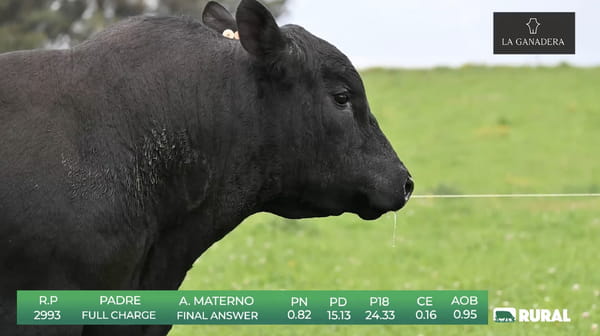 Lote Angus de La Ganadera