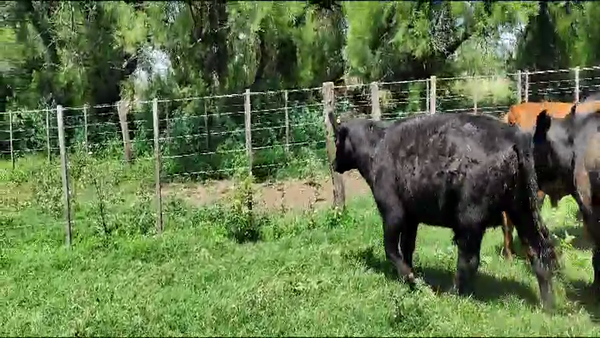Lote 25 Novillitos