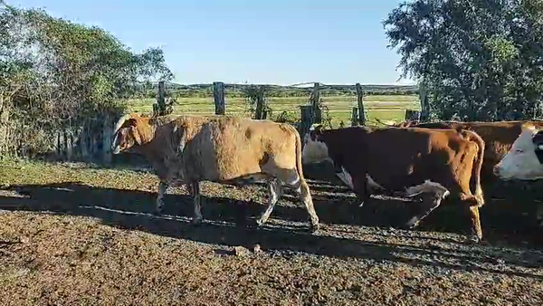 Lote 45 Vacas nuevas C/ gtia de preñez en Corrientes, Perugorría