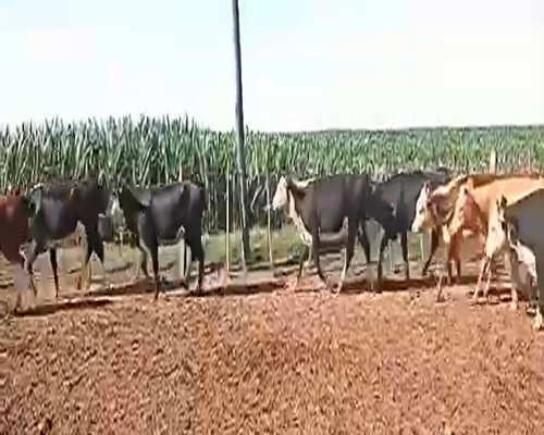 Lote 16 Vaquillonas en Pueblo Italiano, Córdoba