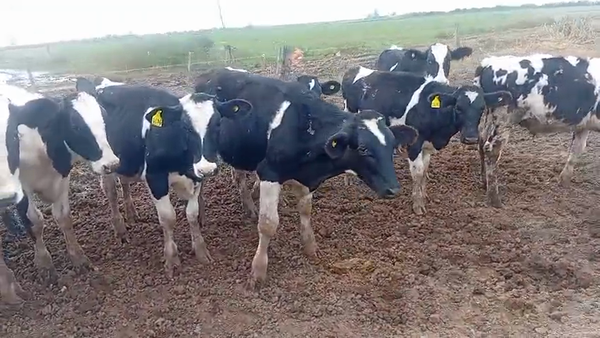 Lote 16 Novillitos Holando Argentino en Frank, Santa Fe