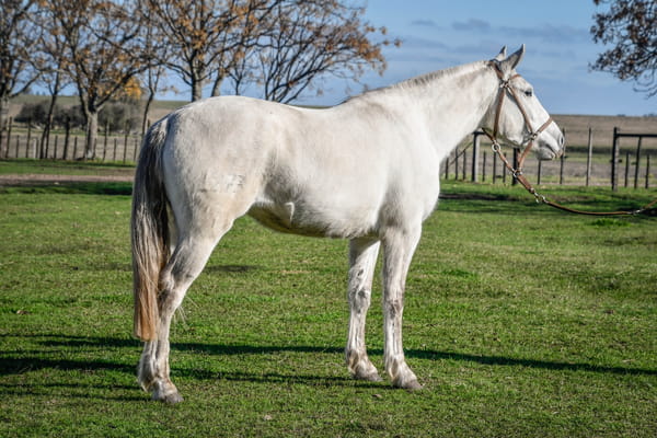 Lote ESPINELA RUMBEADORA