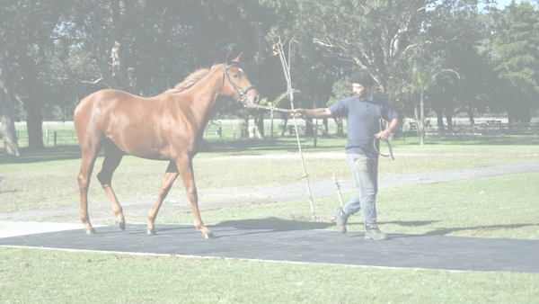 Lote VITA RULER (COSMIC TRIGGER -  KHALESI QUEEN)