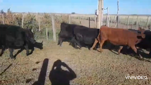 Lote 180 Terneros/as en Gral. Villegas, Buenos Aires