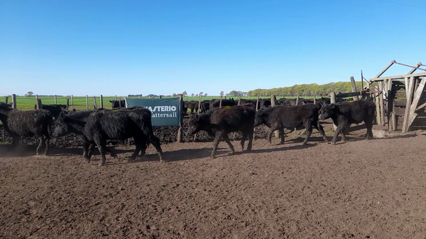 Lote 50 Terneros en Laprida