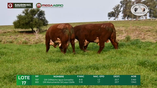 Lote LOTE 17  POLLED HEREFORD     2 años