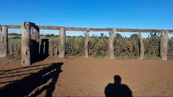 Lote 600 Vaquillonas en Corrientes, Curuzú-Cuatiá