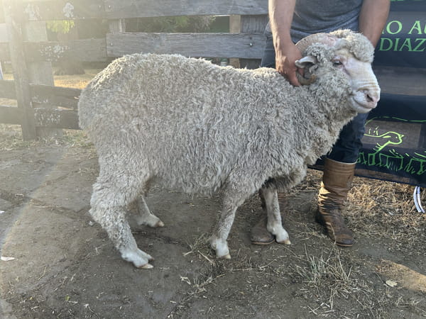 Lote Borrego 2D (MO: No)