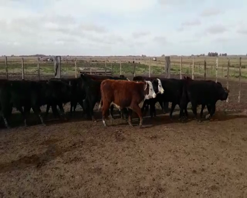 Lote 70 terneros - Vieytes Magdalena Pcia Bs As