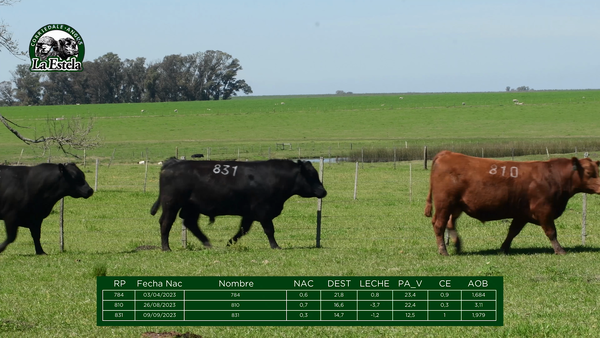 Lote Lote 1 Machos - La Estela