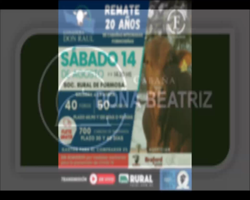 Lote BEATRIZ E285 FRANCHESCO FIV