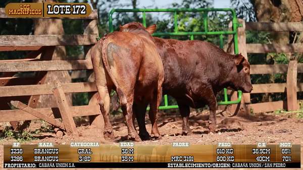Lote LOTE 172 - PANTALLA