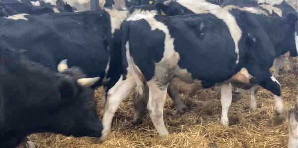 Lote 20 Novillo Gordo en XIV Región Los Ríos, Río Bueno