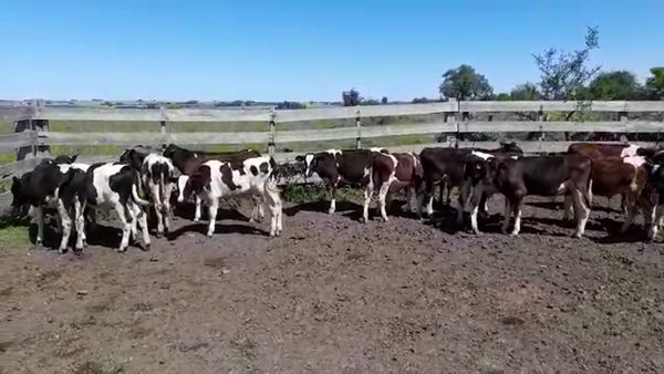 Lote (Vendido)15 Terneros Holando HOLANDO 150kg -  en COLONIA AMERICA