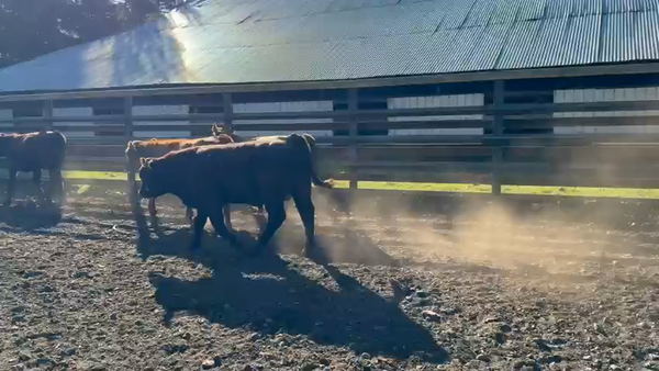 Lote 21 Ternero en Curacautín, IX Región Araucanía