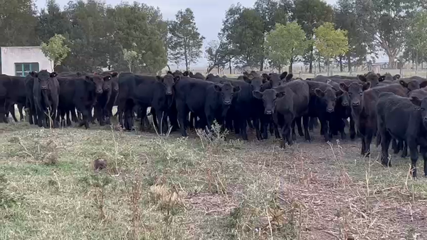 Lote 70 Terneras en Dolores, Buenos Aires