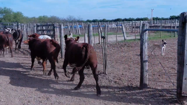 Lote 45 Novillitos y vaquillonas gordos de feed lot braford en Cululú, Santa Fe