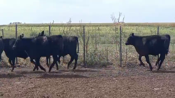 Lote 60 Terneros en Pirovano