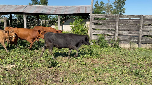 Lote 25 Terneras y Vaquillas en Formosa, Formosa