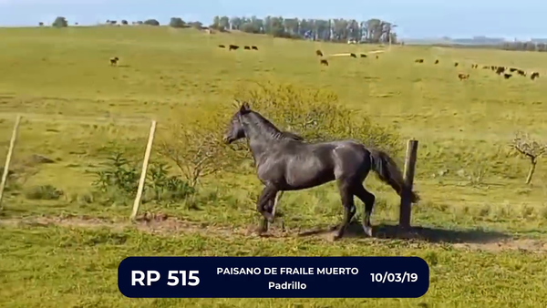 Lote PAISANO DE FRAILE MUERTO