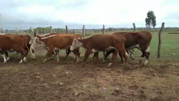Lote 8 Vacas Conserva