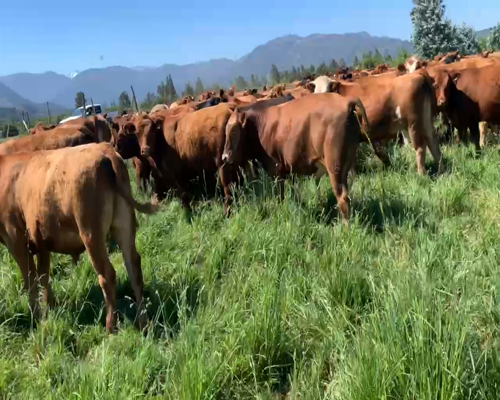 Lote 50 Novillo Engorda en Linares, VII  Región Maule