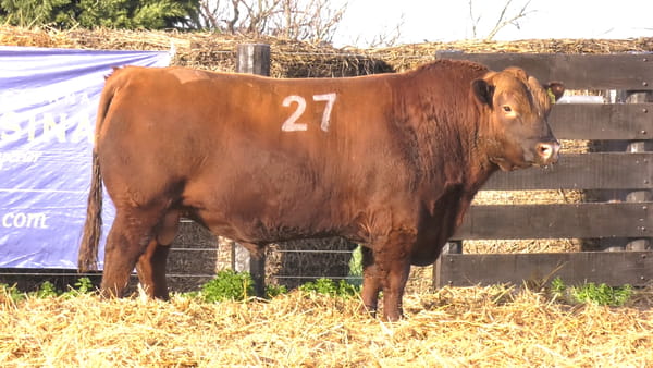 27 -  40732C — TOROS ANGUS PURO CONTROLADO