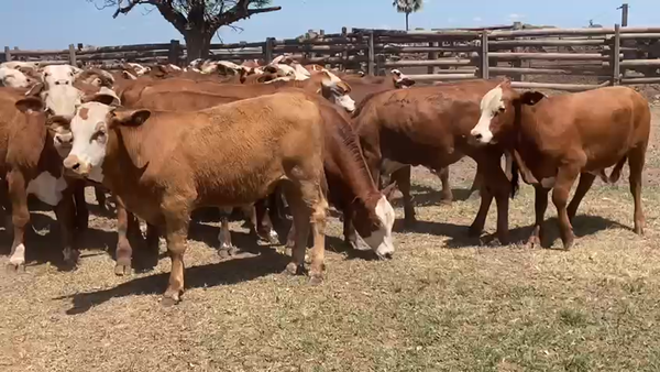 Lote 100 Terneros en Gral. San Martín, Chaco