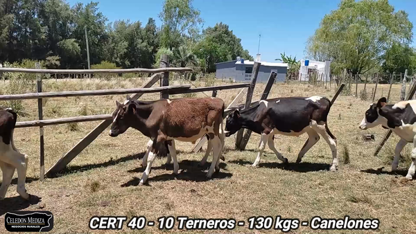 Lote 10 Terneros en Canelones