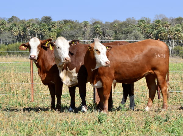 Lote CORRAL 56- CABAÑA LAS MERCEDES