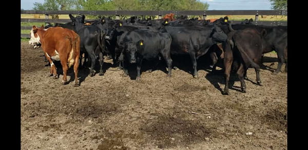 Lote 32 Vacas de invernar en Villaguay, Entre Ríos
