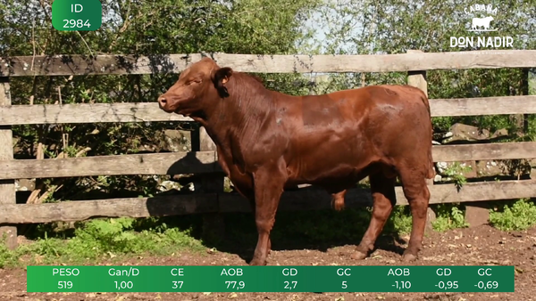 Lote ID: 2984 - 2975