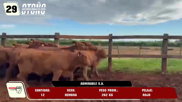 Lote LOTE 29