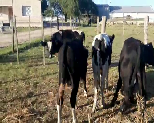 Lote 4 Terneros HOLANDO 210kg - , San José