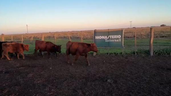 Lote 20 Terneros/as en Laprida