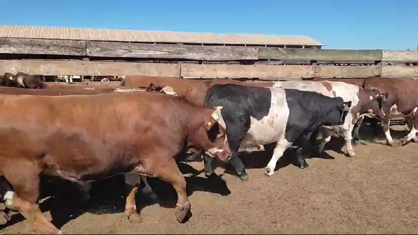 Lote 20 Novillo Gordo en Los Ángeles, VIII Región Biobío