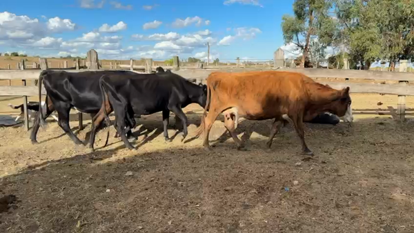 Lote VACAS DE INVERNADA