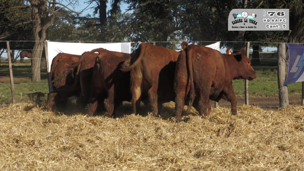 Lote VAQUILLONAS PC PARICION OTOÑO