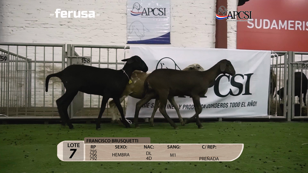 Lote Nacional Santa Inés Campo - Lote 7