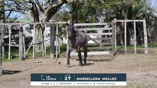 Lote MARSELLERA MOLLES
