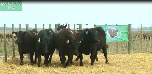 Lote VAQUILLONAS P.C. 15 MESES - PREÑADAS - PARICION PRIMAVERA