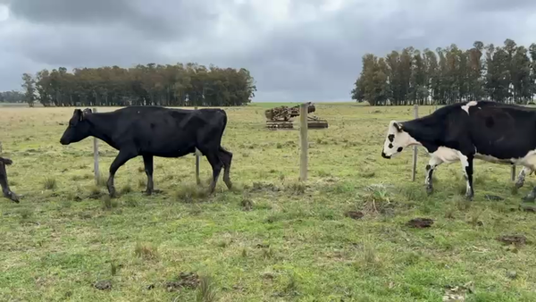Lote VACA DE INVERNADA