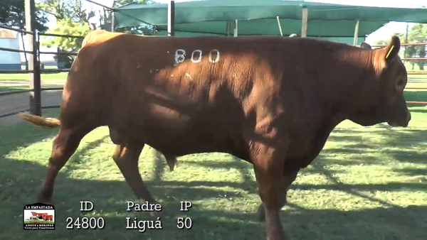 Lote 3 Toros, Artigas