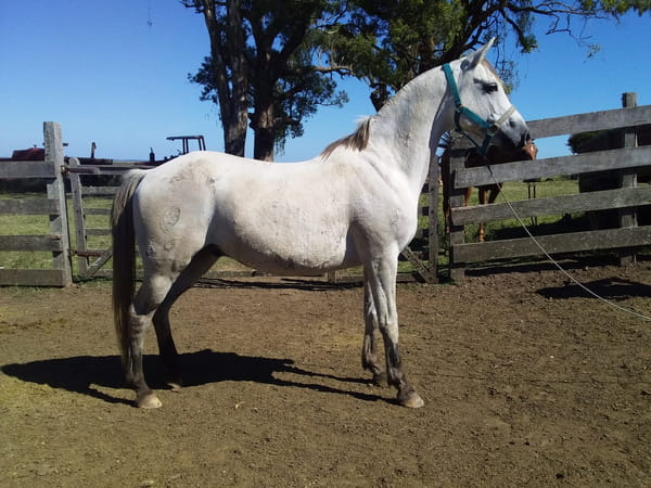 Lote 69 - Fadar Rahim