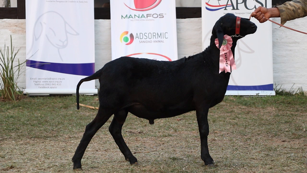 Lote Lote 28 - Ovinos